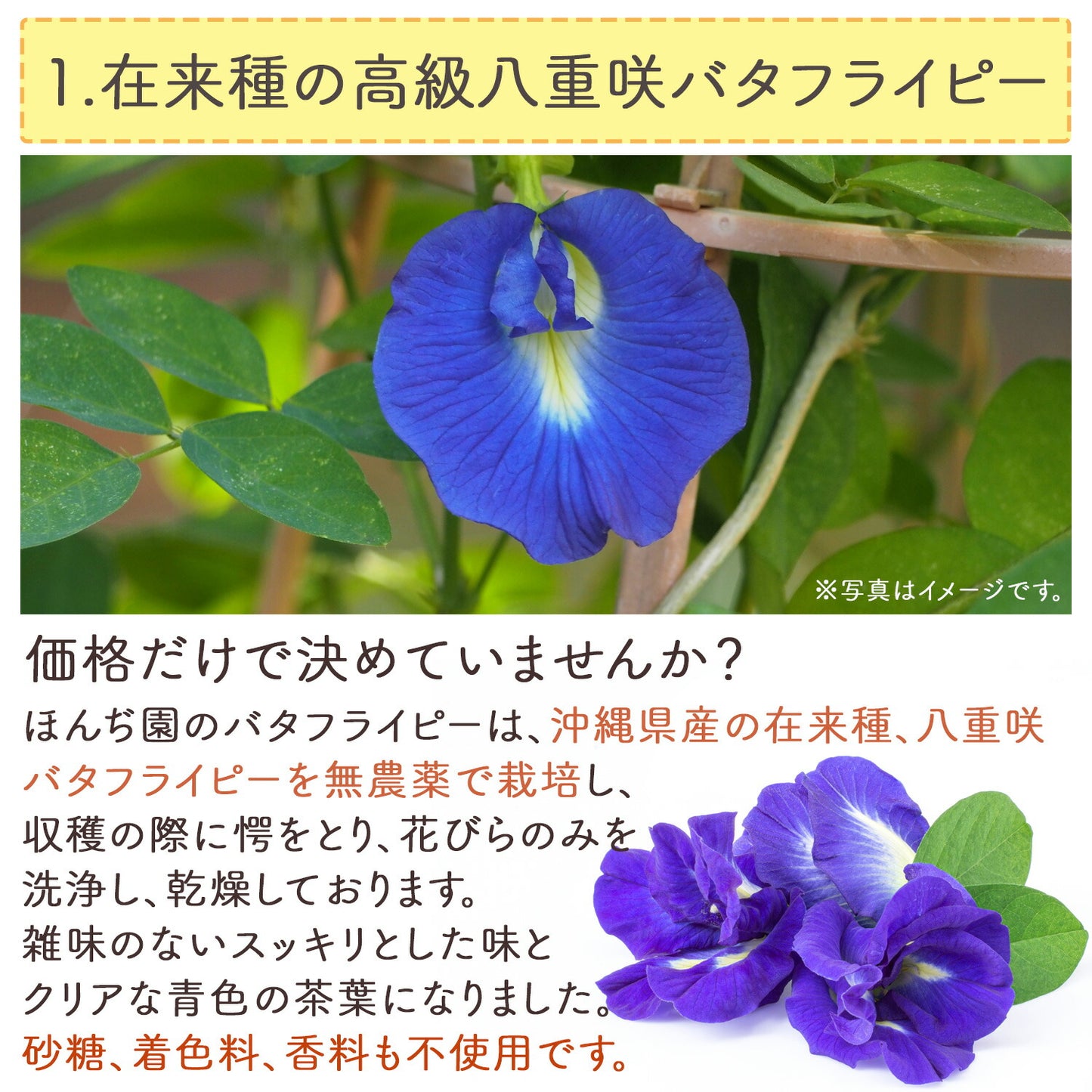 沖縄県産 濃い バタフライピー 0.5g（ ティーバッグ ）