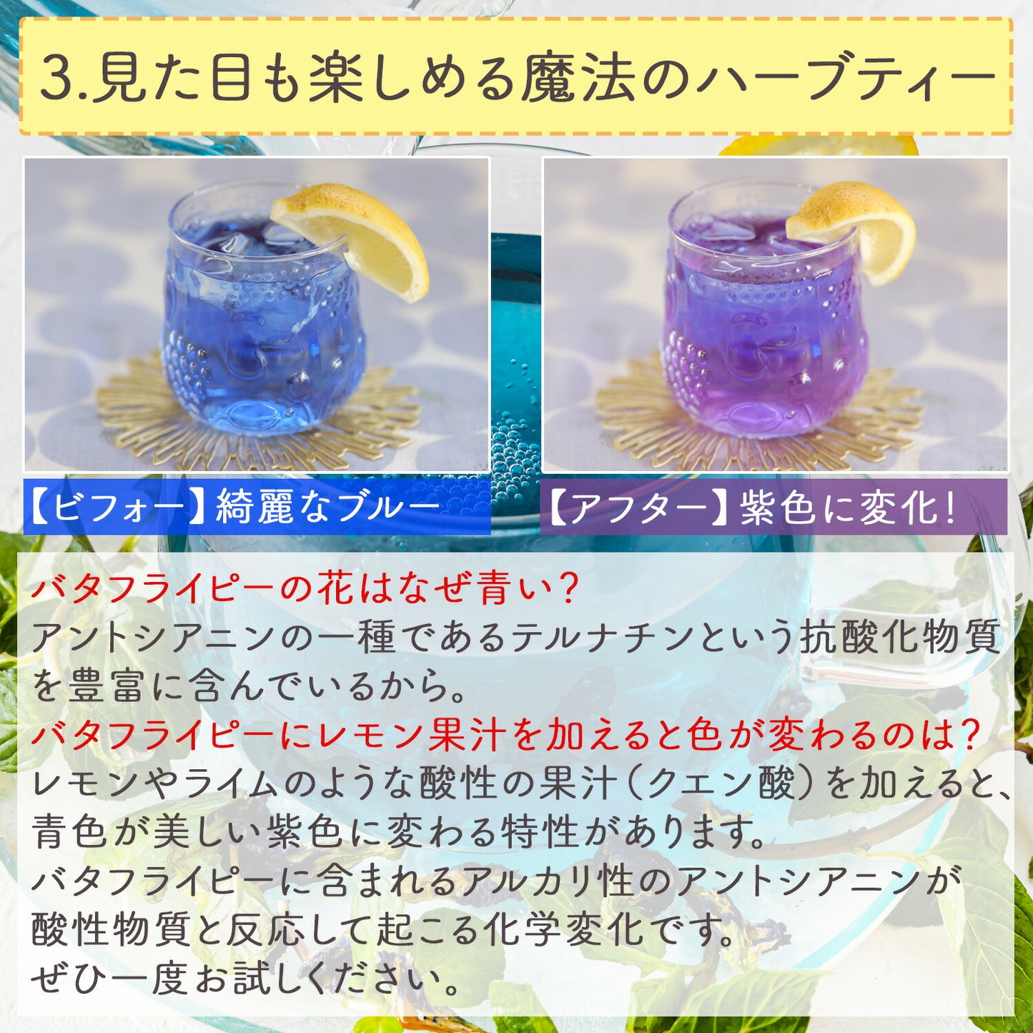 沖縄県産 濃い バタフライピー 0.5g（ ティーバッグ ）