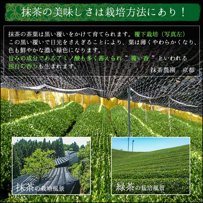 抹茶 粉末 製菓用 食品加工用 クリア（殺菌）抹茶 [ 特Ａ ] 500g
