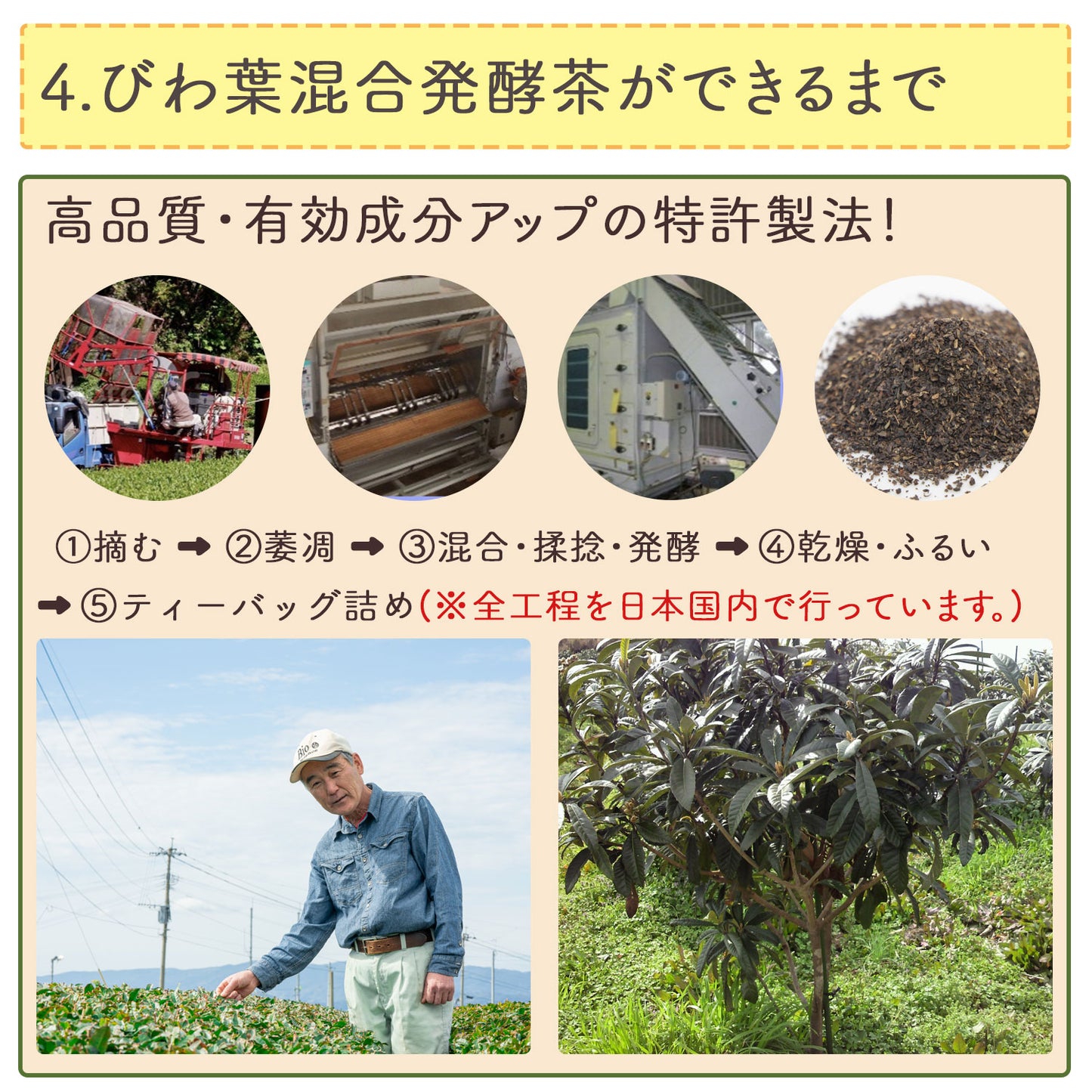 長崎県産 びわ葉混合発酵茶 2g （ ティーバッグ ）