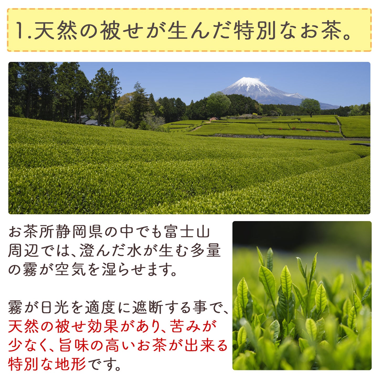 静岡県産 富士山の麓のお茶屋さんのまかない茶 2.5g（ ティーバッグ ）