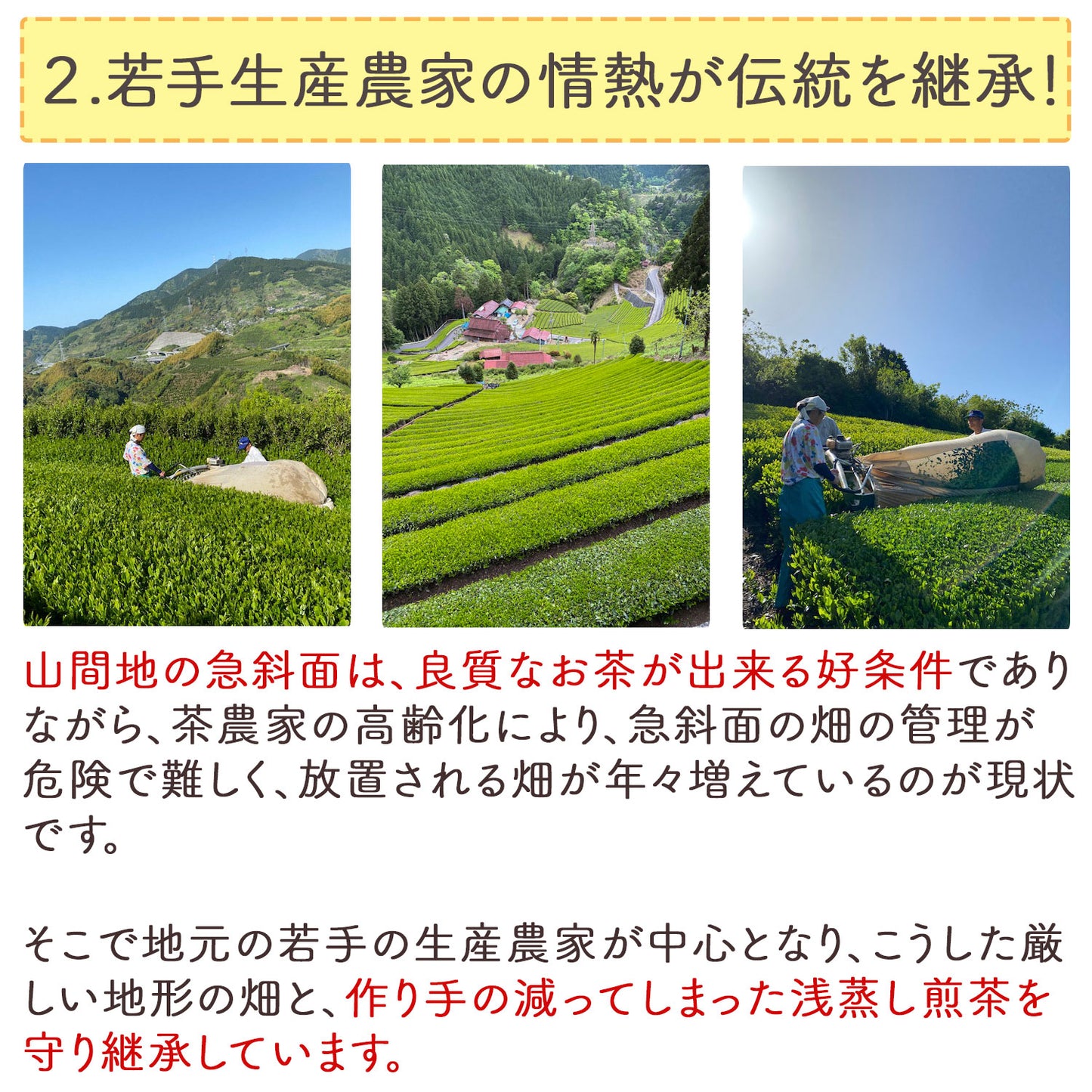 静岡県産 富士山の麓のお茶屋さんのまかない茶 2.5g（ ティーバッグ ）