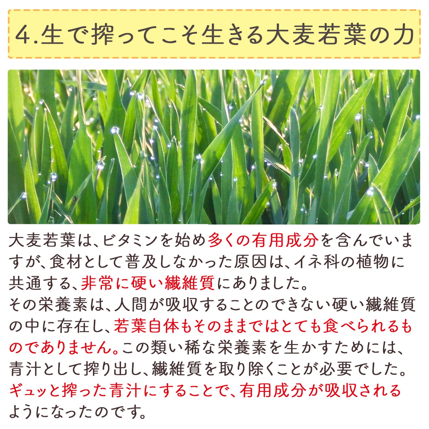 生絞りで酵素が生きた青汁！宇治抹茶香る青汁 3g