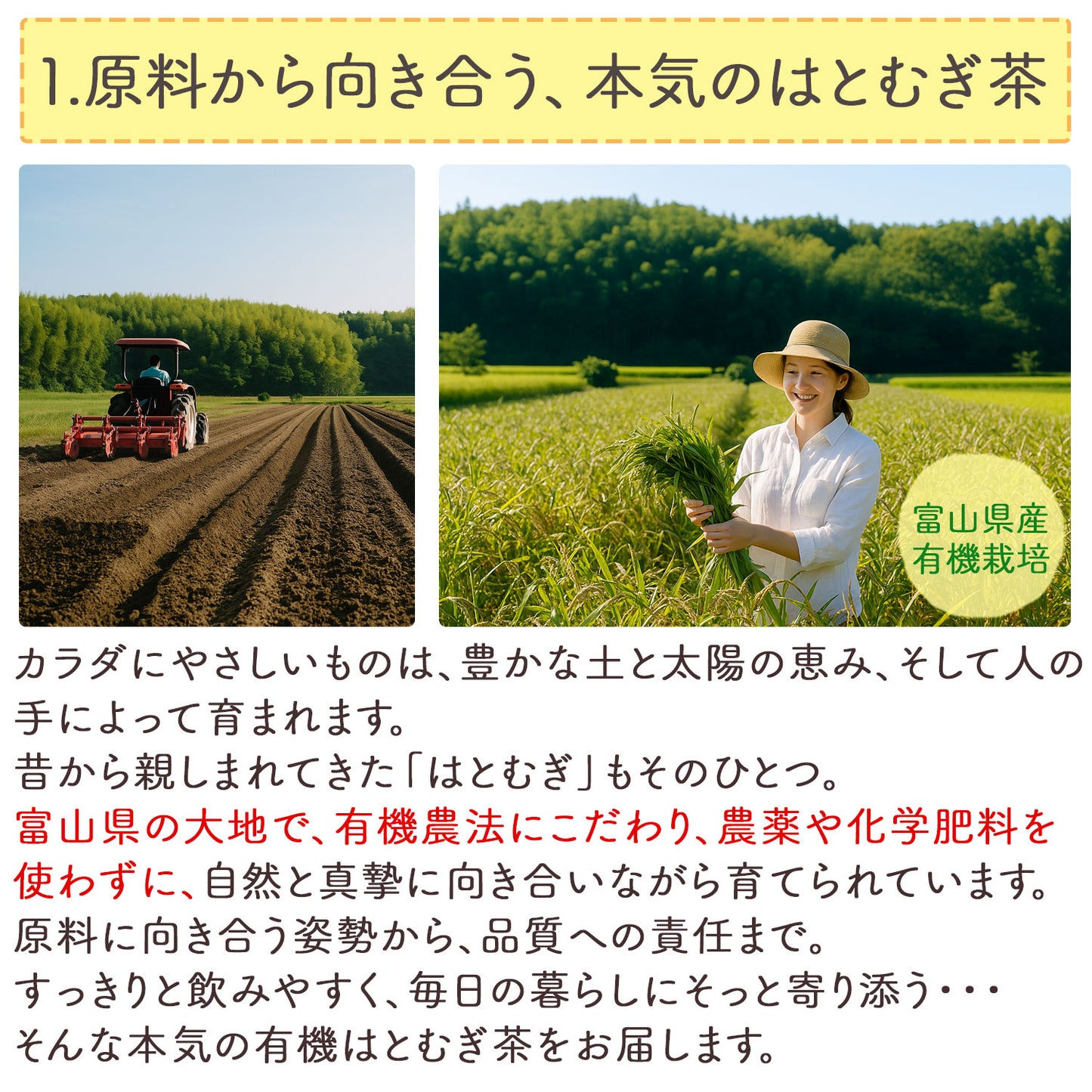 国産 発芽活性 有機はとむぎ茶 2.5g x 30p（ ティーバッグ ）