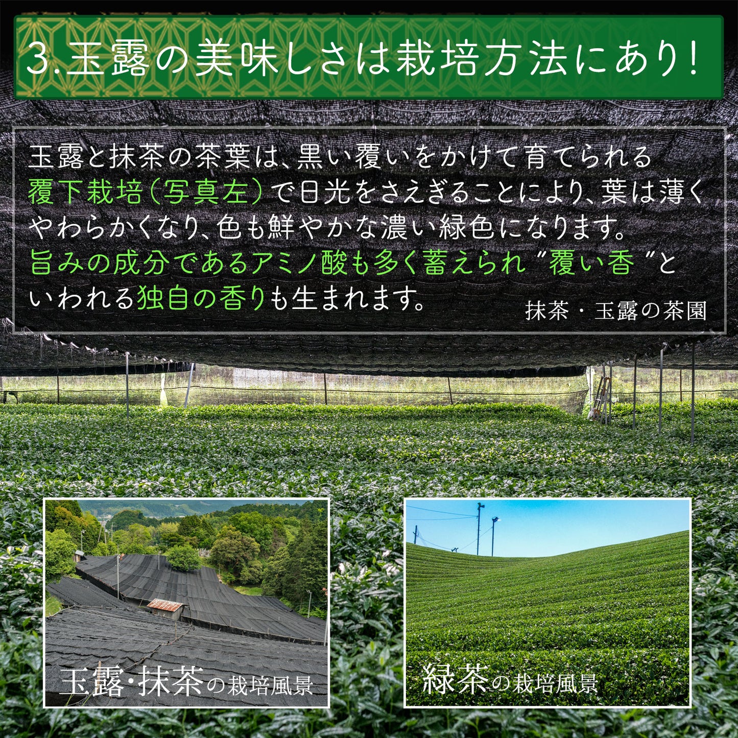 宇治玉露 粉末純玉露「純玉」 100g