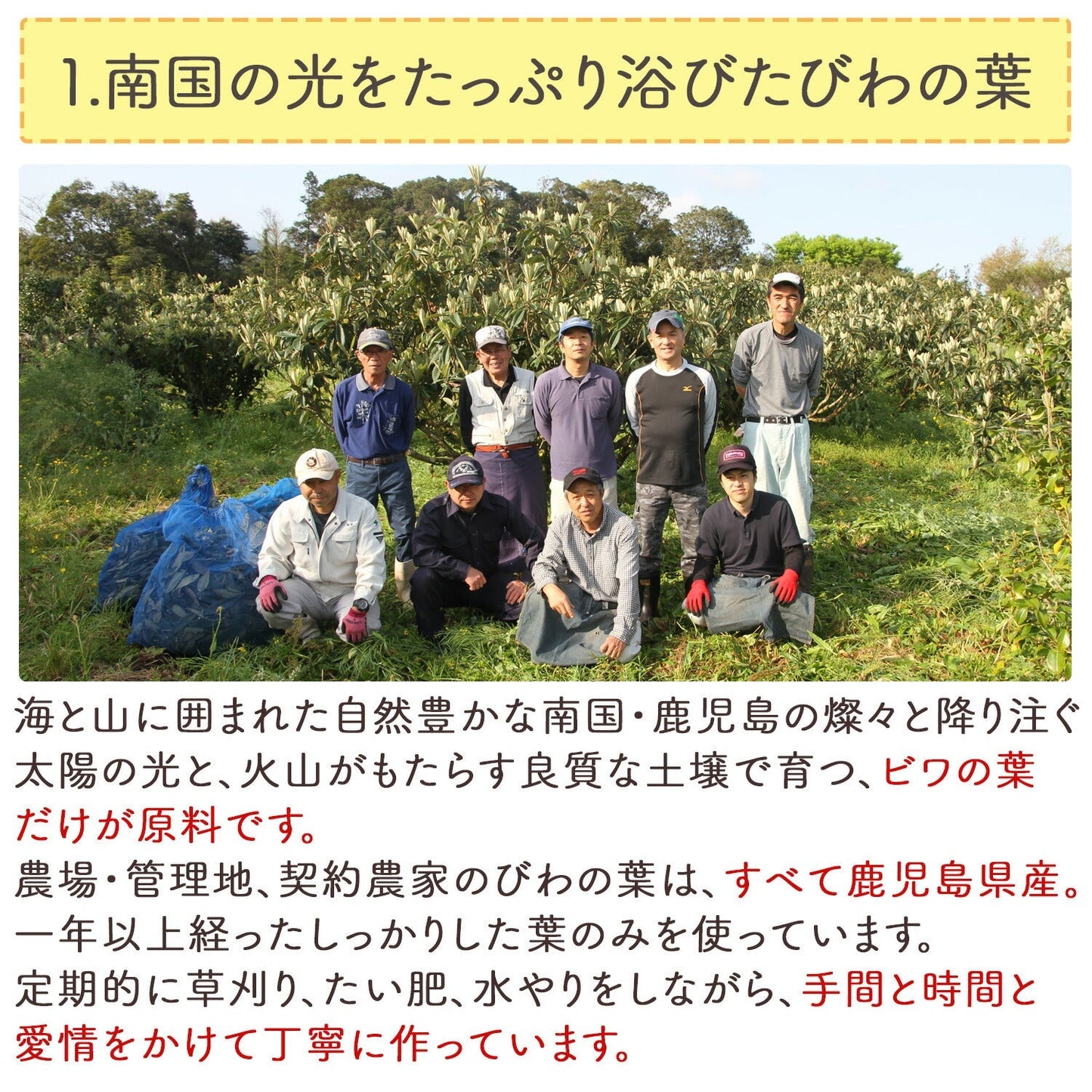 【定期購入】鹿児島県産 濃いびわ茶 2g x 50p（ 100gティーバッグ ）