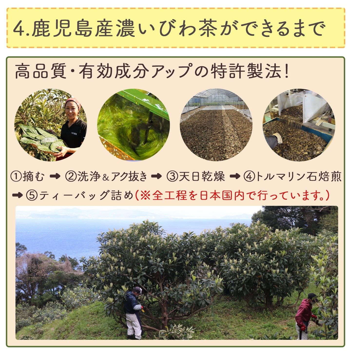 【定期購入】鹿児島県産 濃いびわ茶 2g x 50p（ 100gティーバッグ ）