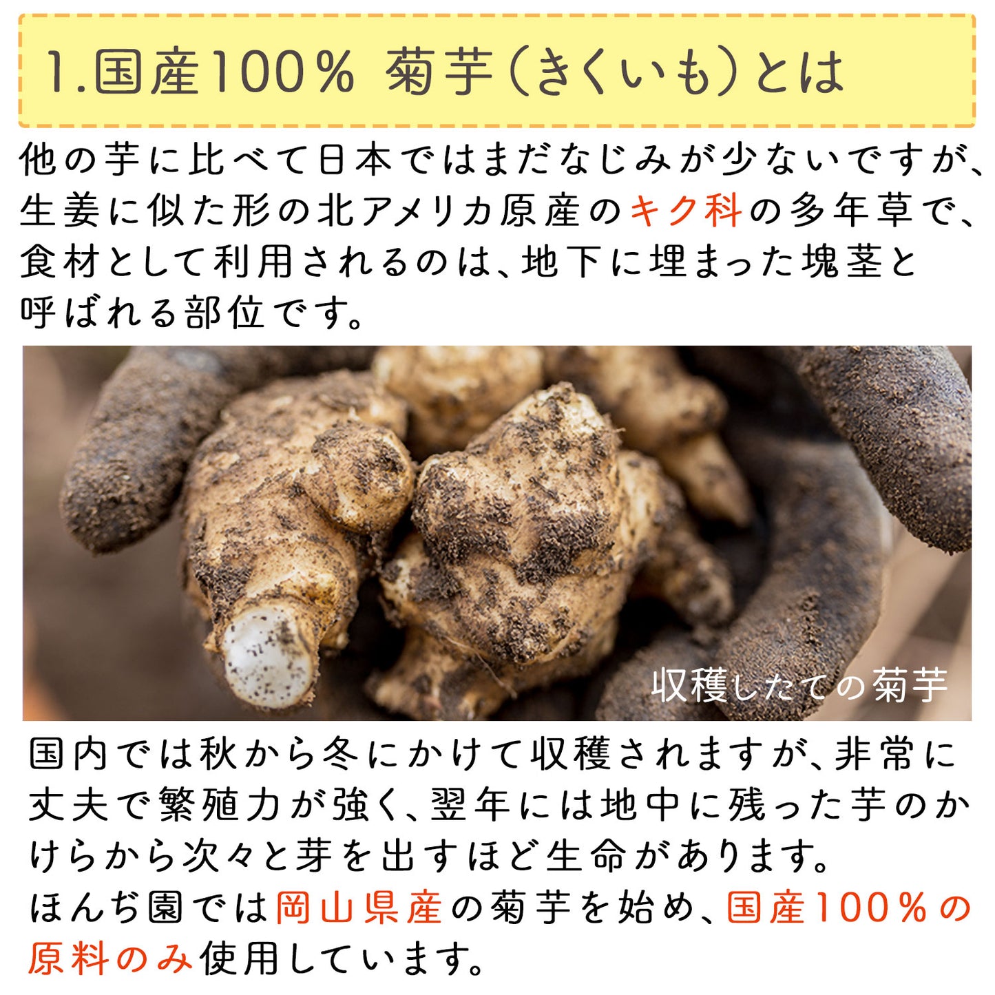 国産 菊芋茶2g（ ティーバッグ ）