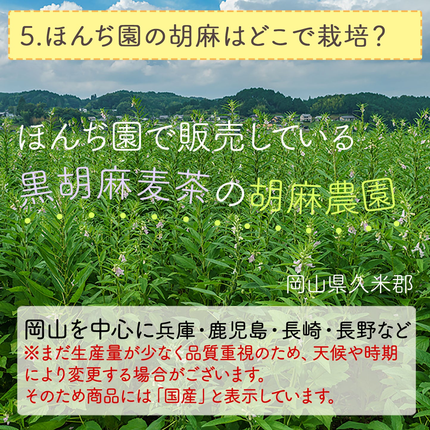 胡麻麦茶 国産 黒胡麻麦茶 5g（ ティーバッグ ）