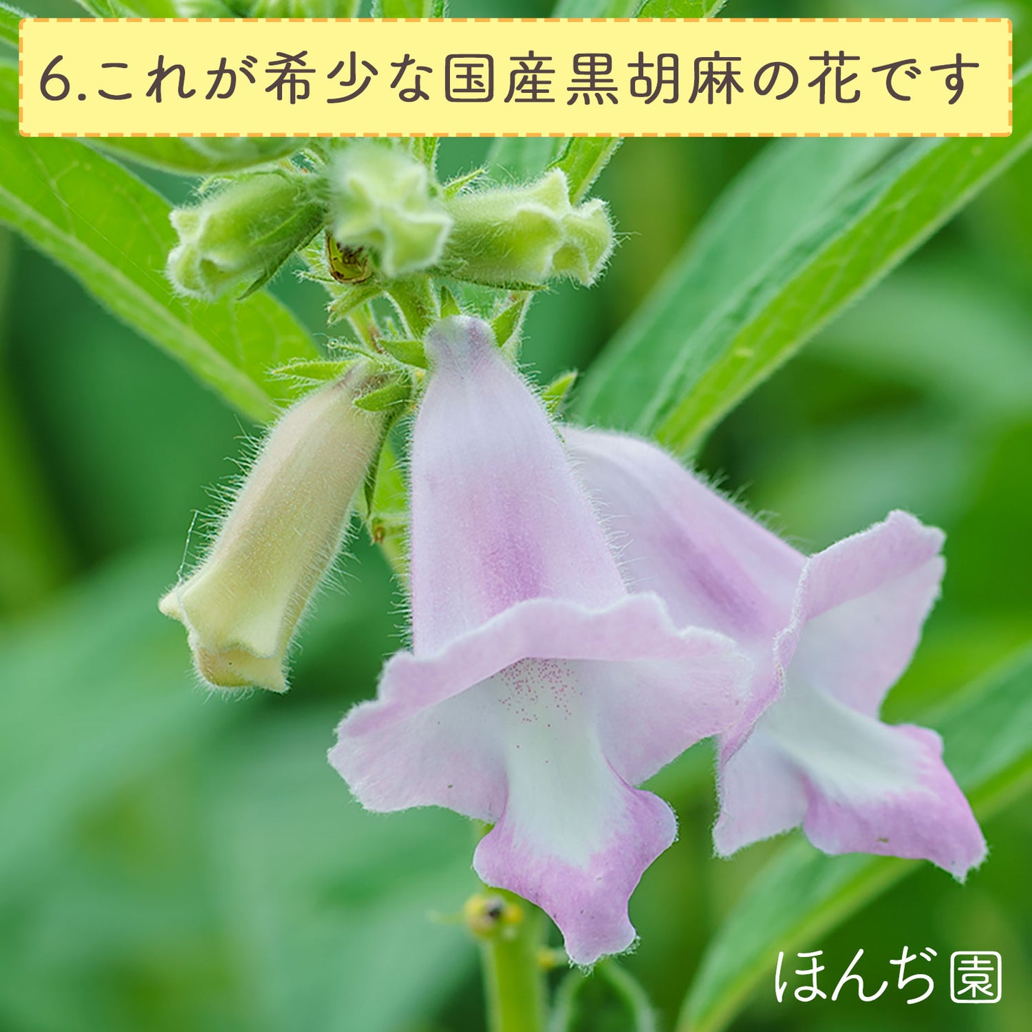 胡麻麦茶 国産 黒胡麻麦茶 10g（ ティーバッグ ）