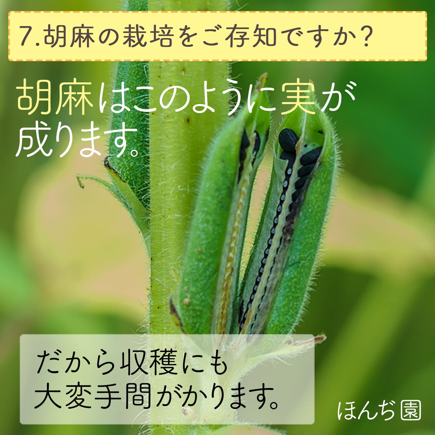 胡麻麦茶 国産 黒胡麻麦茶 5g（ ティーバッグ ）