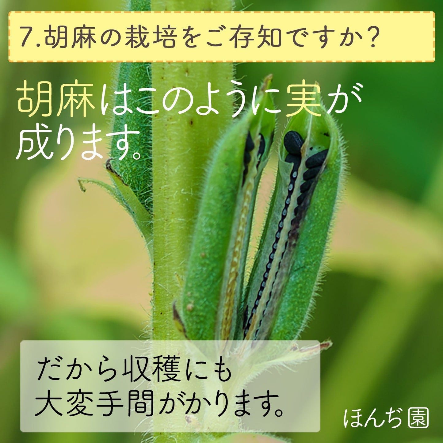 胡麻麦茶 国産 黒胡麻麦茶 10g x 20p（ 200g ティーバッグ ）
