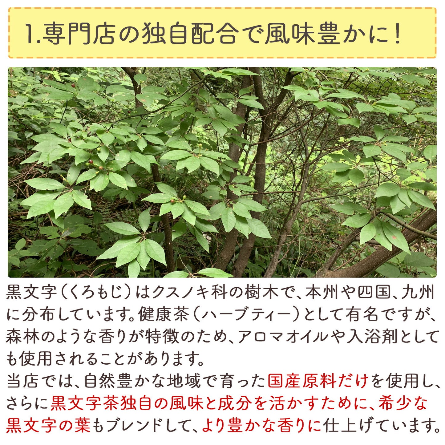 国産 くろもじ茶 3g（ ティーバッグ ）クロモジ茶 黒文字茶