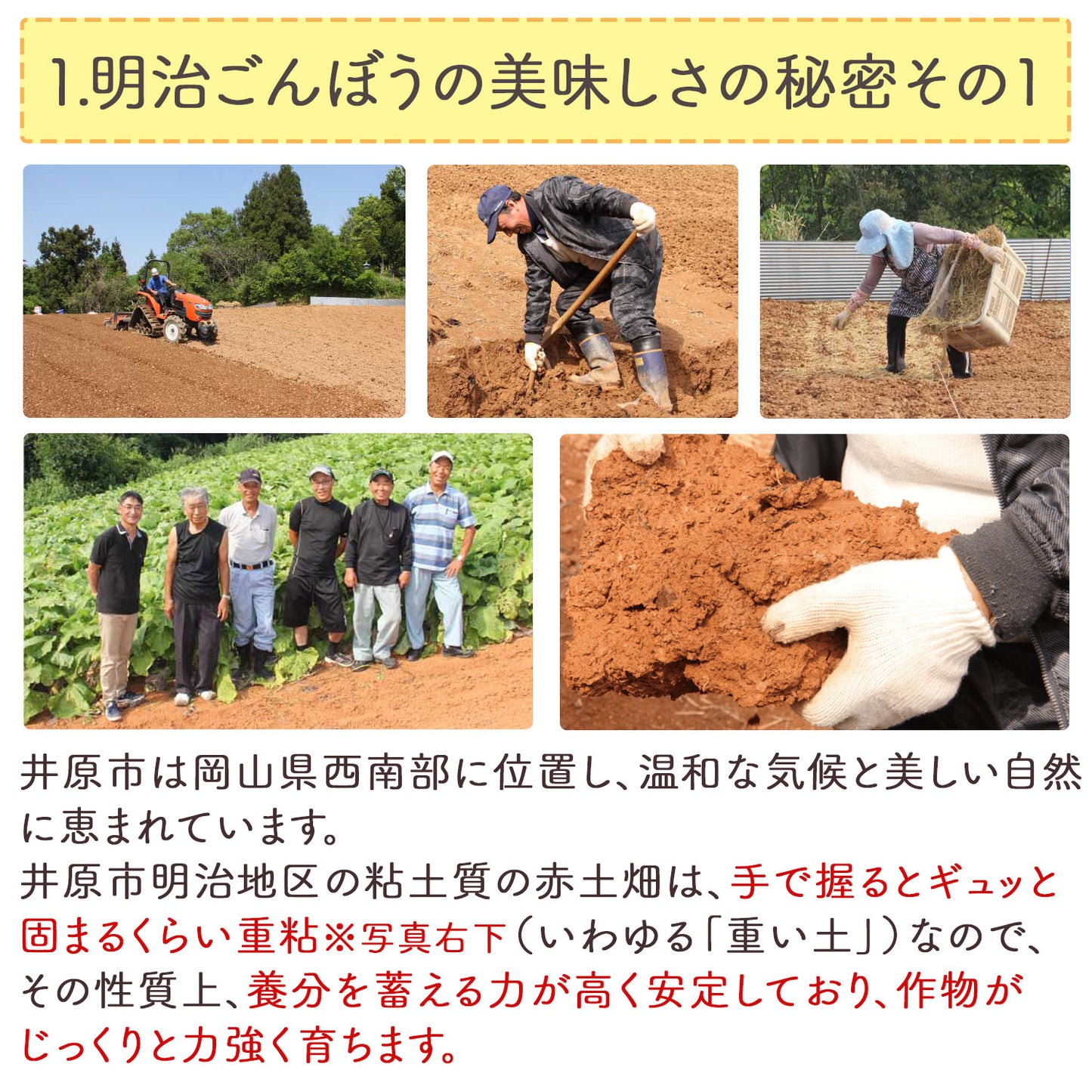 岡山県産 明治ごんぼう茶 （ごぼう茶） 1.5g（ ティーバッグ ）