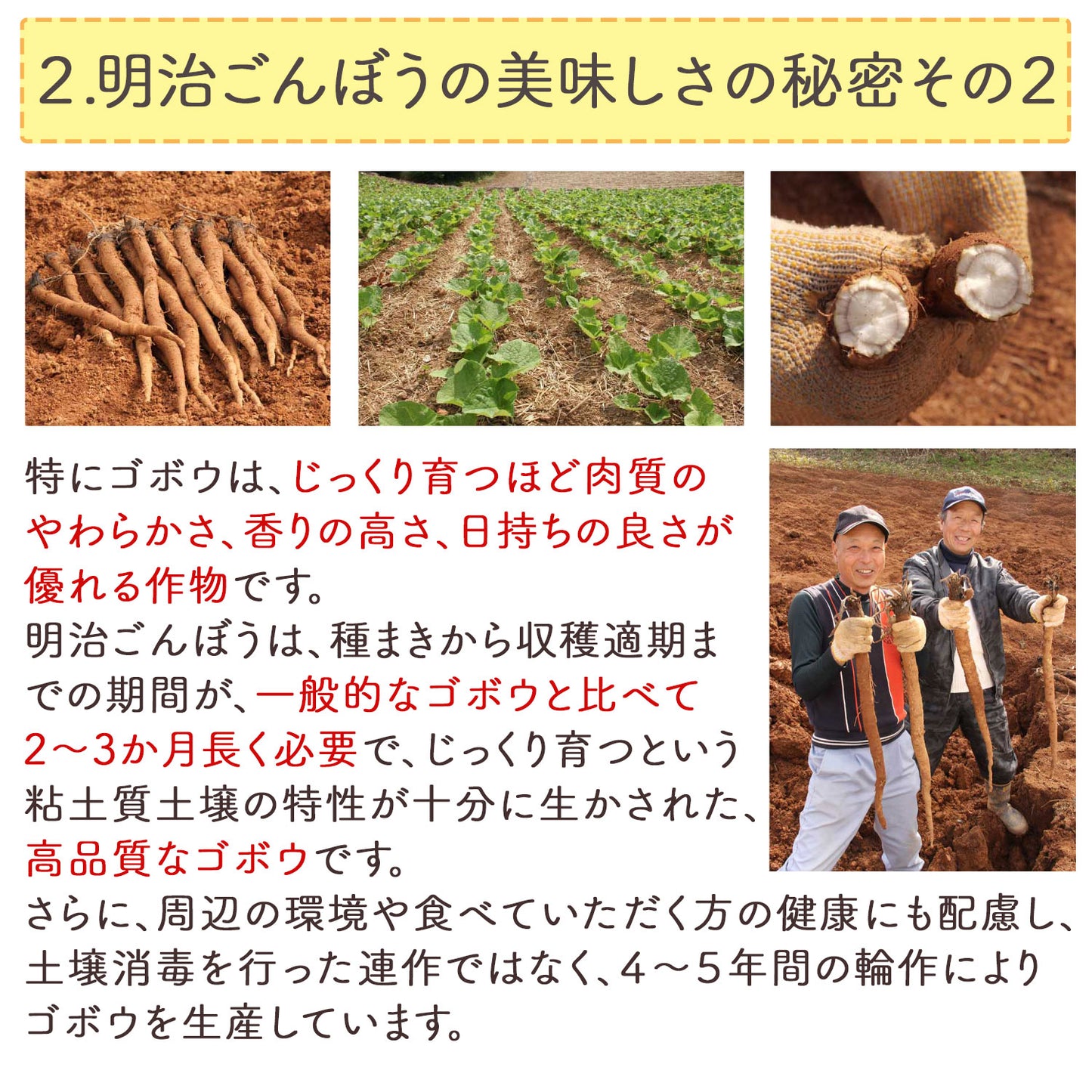 岡山県産 明治ごんぼう茶 （ごぼう茶） 1.5g（ ティーバッグ ）