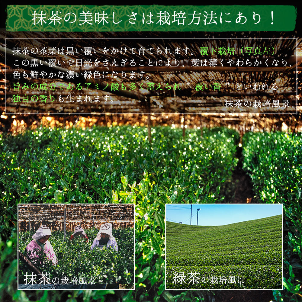 抹茶 粉末 丸久小山園 五十鈴 いすず 100g