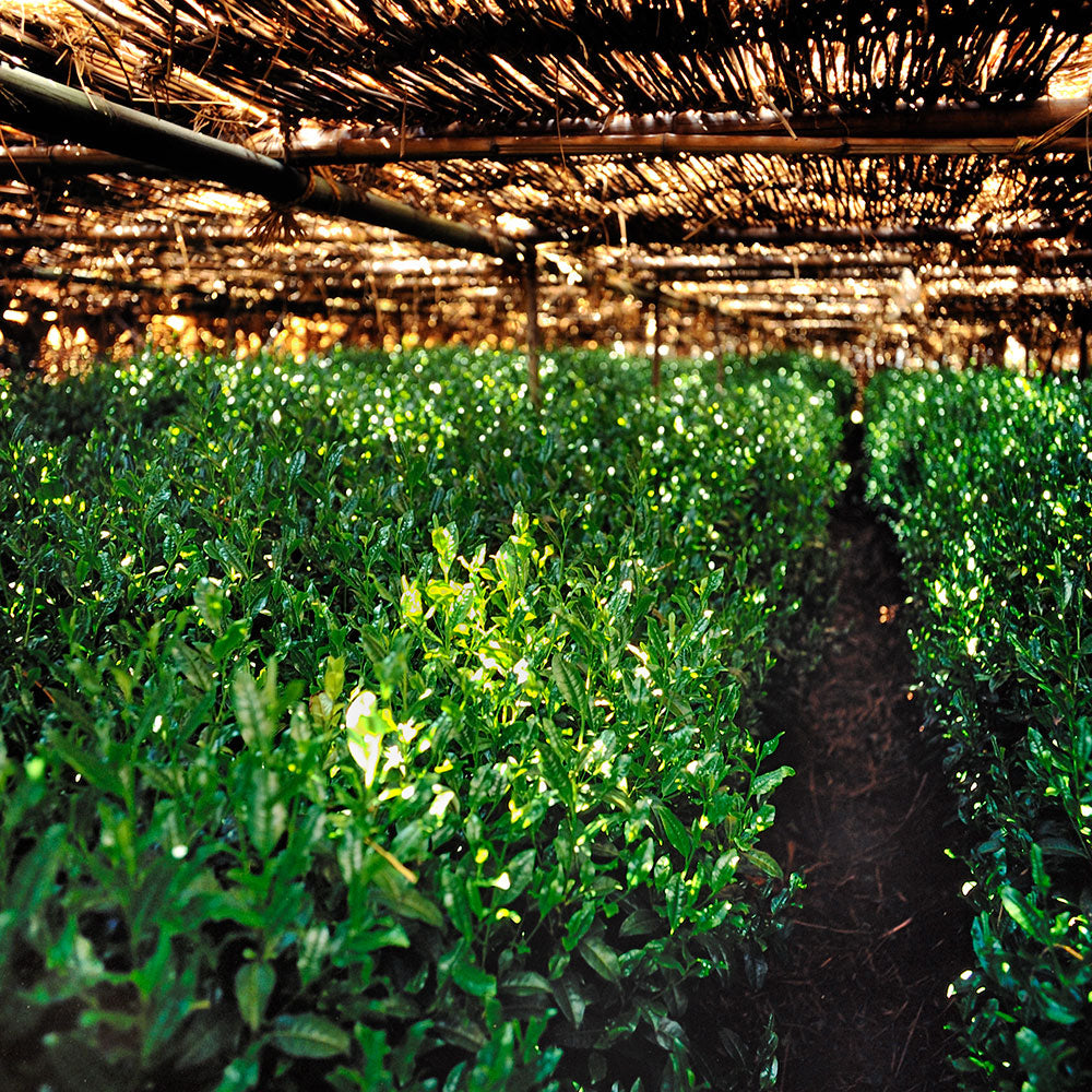 丸久小山園 ほうじ茶パウダー B印 100g – 日本茶・抹茶・健康茶専門店