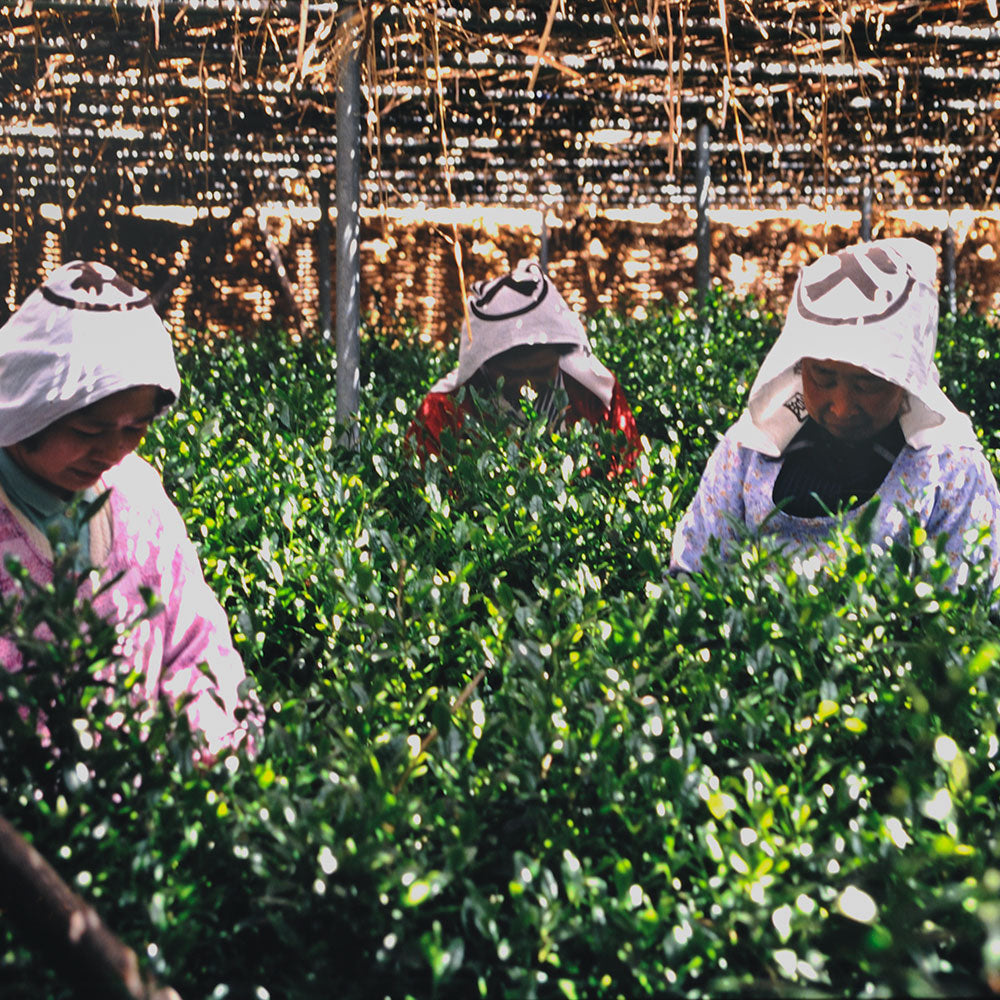 丸久小山園 ほうじ茶パウダー B印 100g