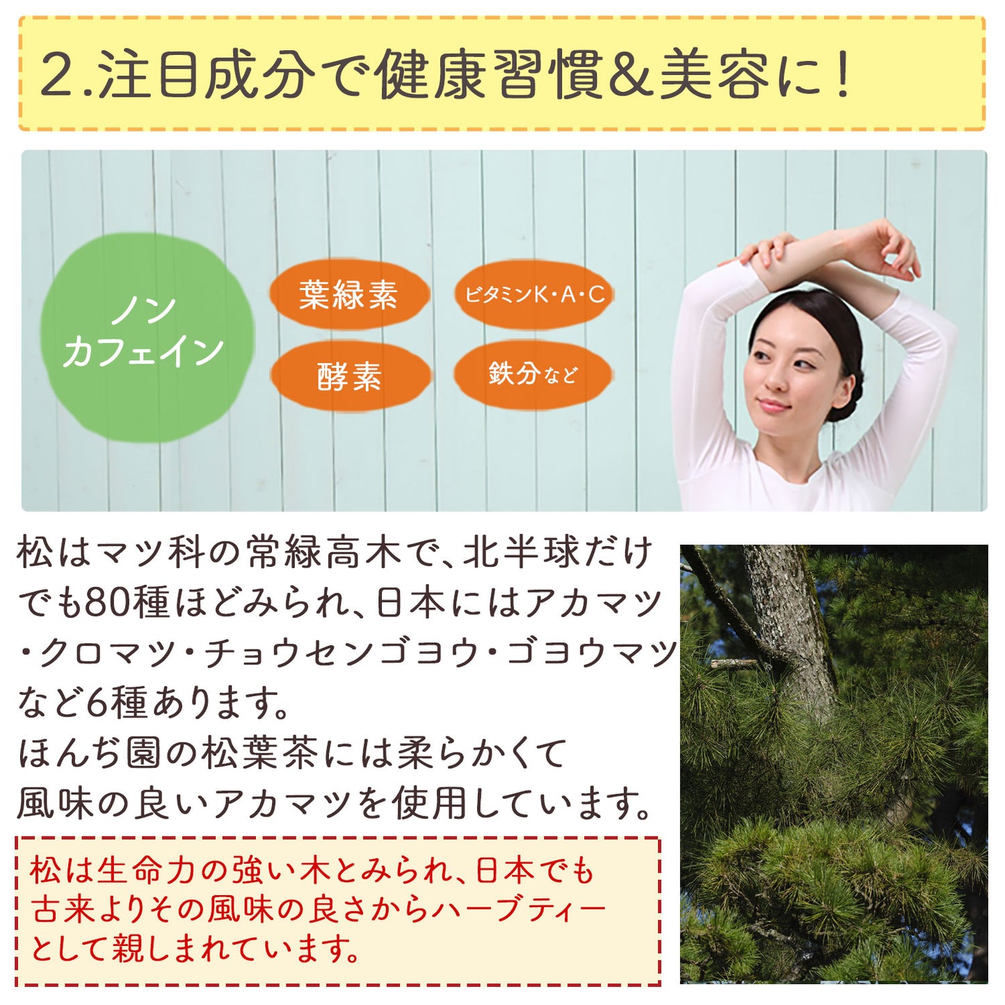 国産 松葉茶 3g（ ティーバッグ ）