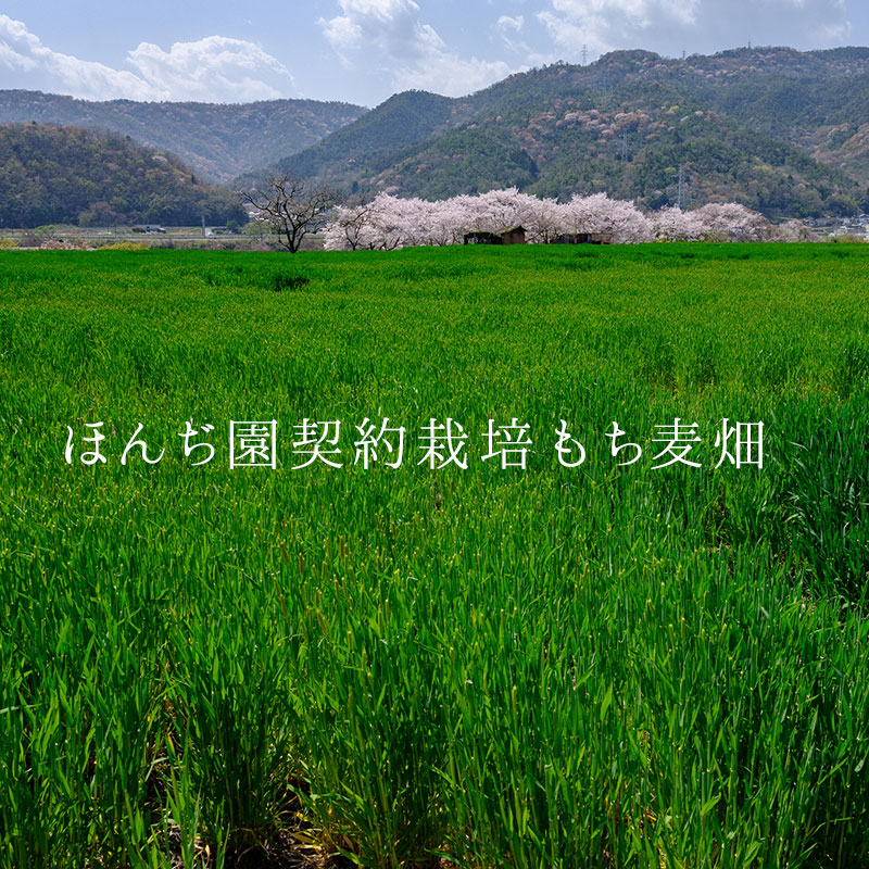【定期購入】国産 もち麦 400g x 2袋（ 800g ）