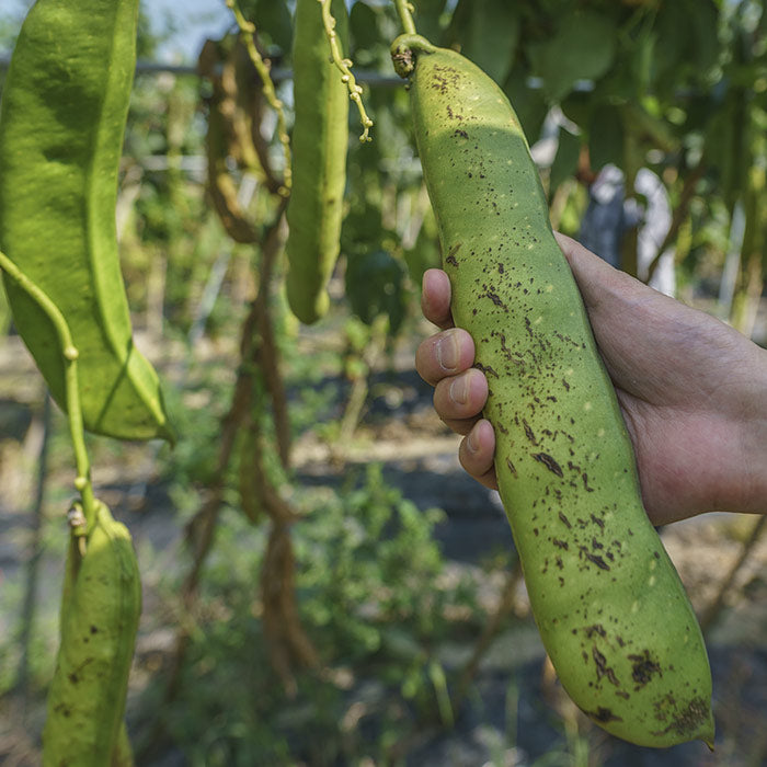 国産 なたまめ茶 3gx30p（ ティーバッグ ）