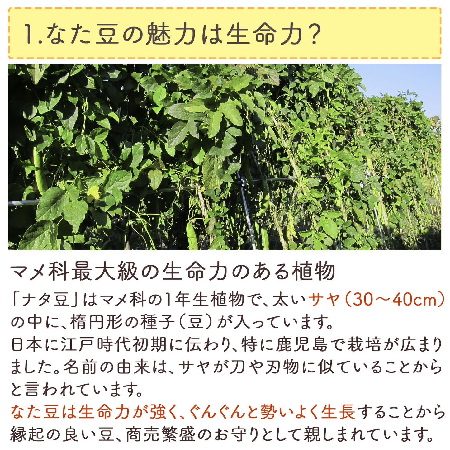 国産 なたまめ茶 3gx50p（ ティーバッグ ）