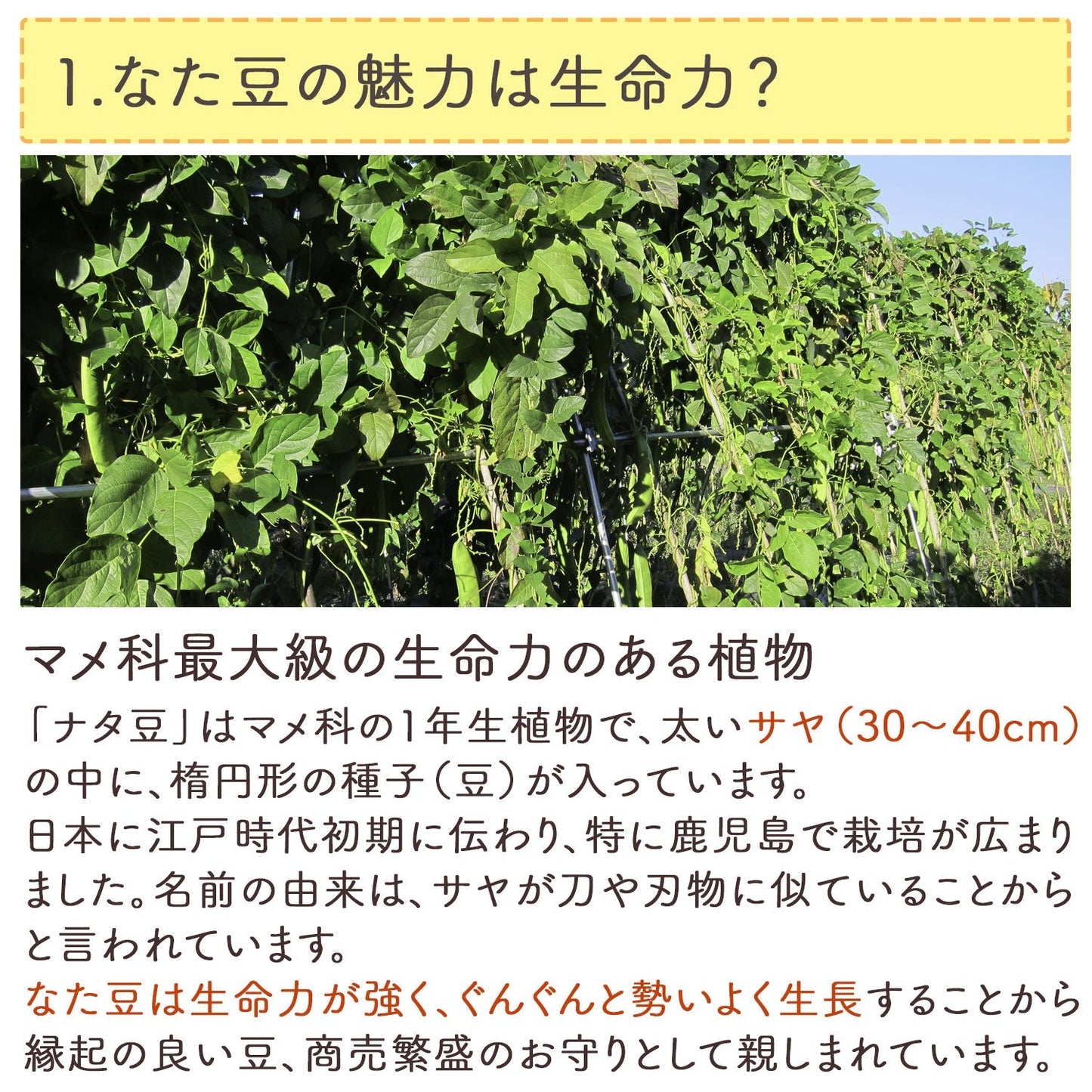 【定期購入】国産 なたまめ茶 3g x 30p（ 90gティーバッグ ）