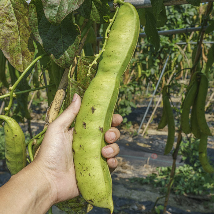 国産 なたまめ茶 3gx30p（ ティーバッグ ）