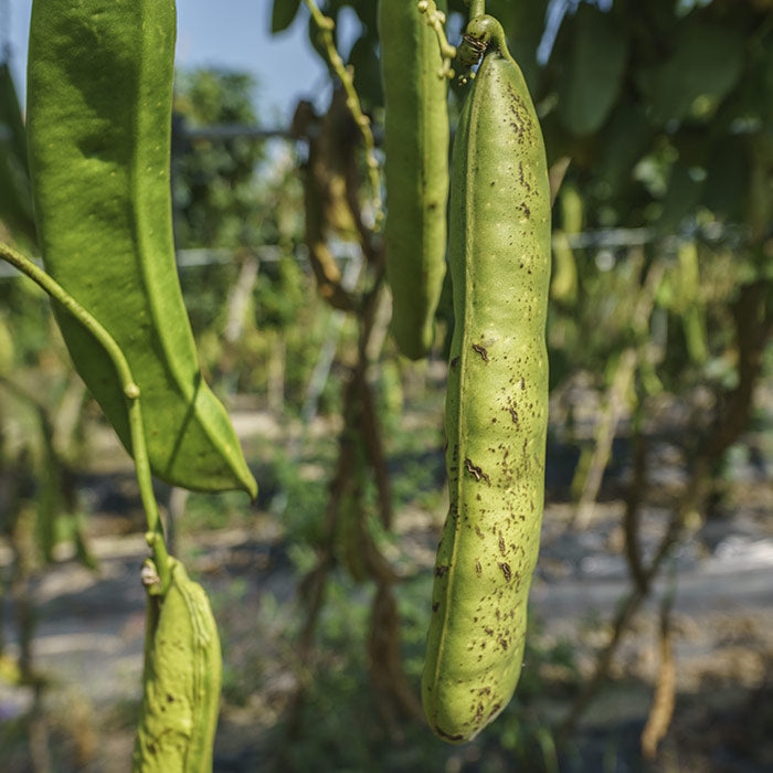 国産 なたまめ茶 3gx50p（ ティーバッグ ）