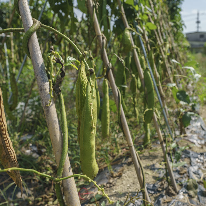 国産 なたまめ茶 3gx50p（ ティーバッグ ）