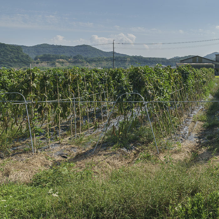 国産 なたまめ茶 3gx30p（ ティーバッグ ）