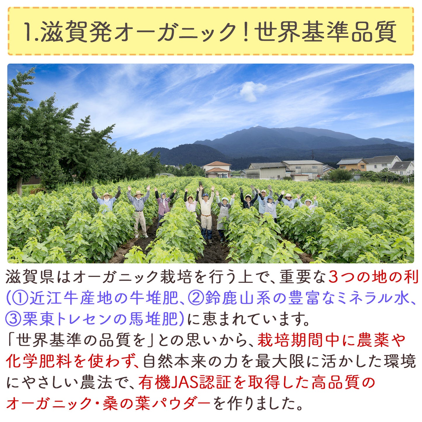 オーガニック 有機JAS認定 滋賀県産 「有機桑の葉粉末」100g