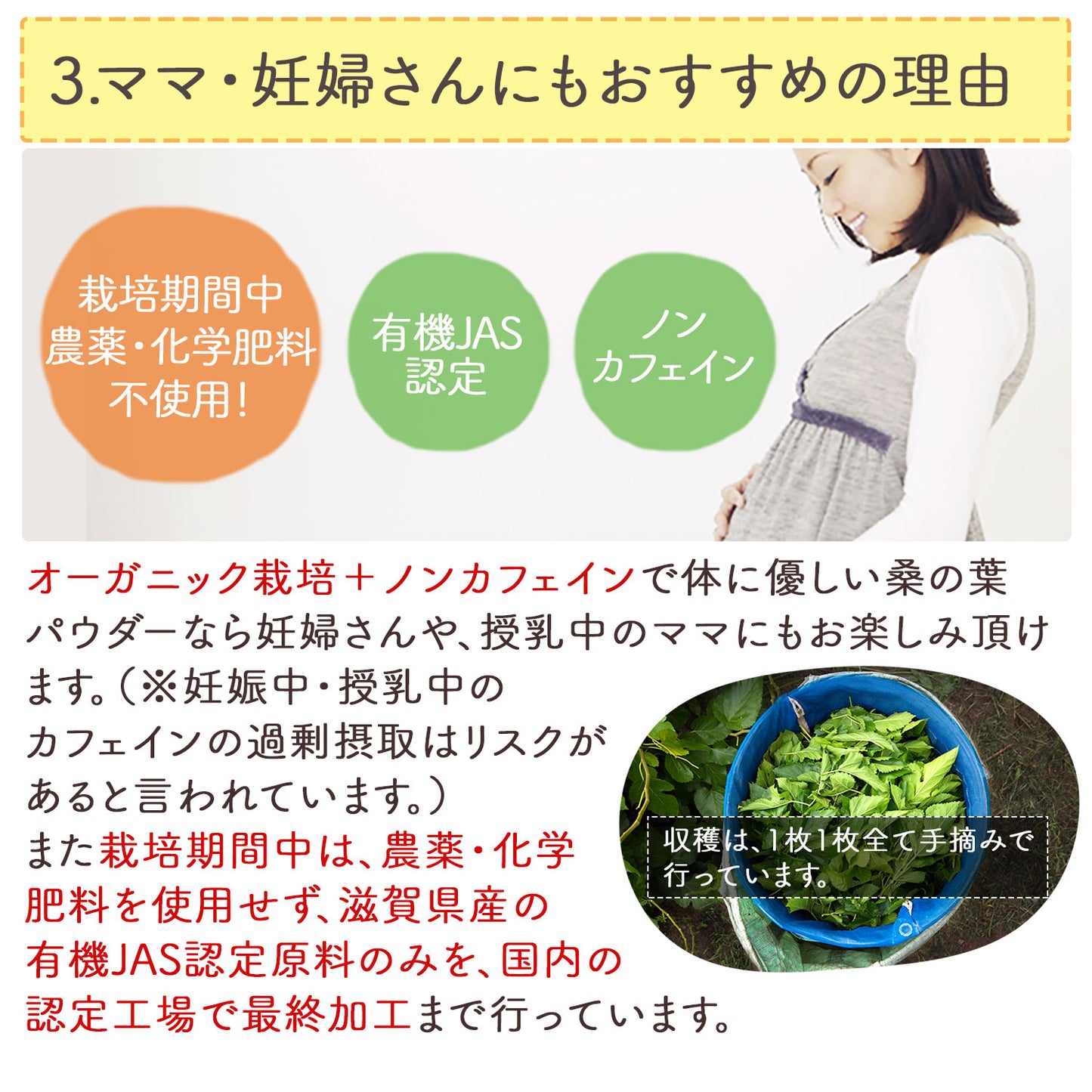 オーガニック 有機JAS認定 滋賀県産 「有機桑の葉粉末」100g