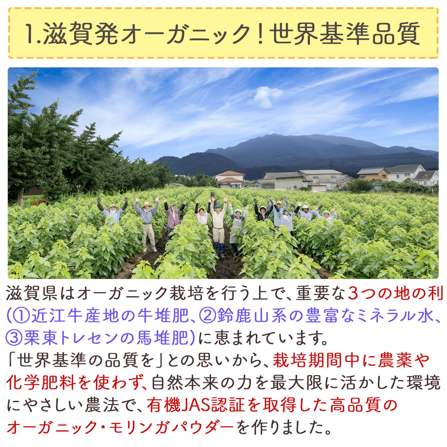 オーガニック 有機JAS認定 滋賀県産 「有機モリンガ粉末」100g