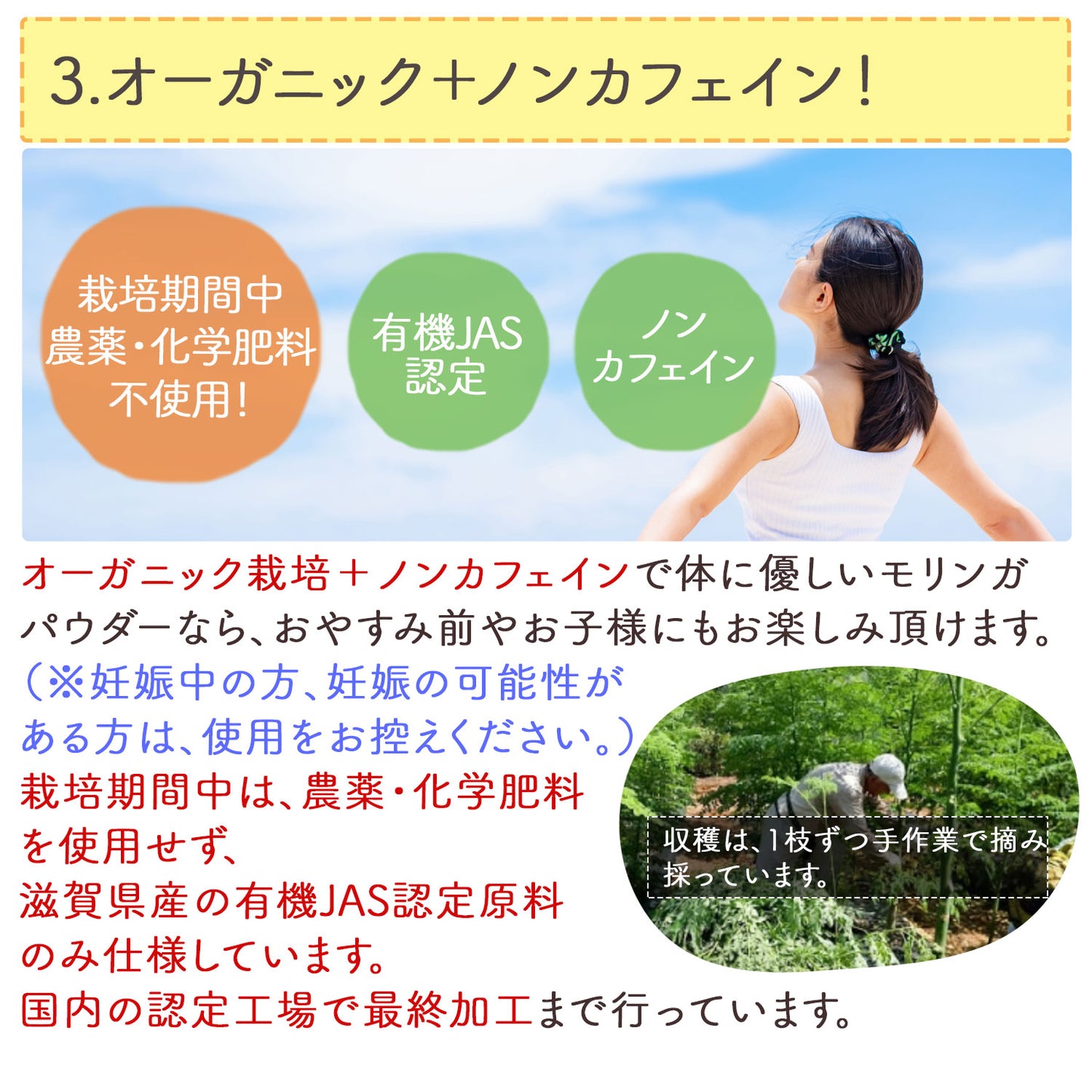 オーガニック 有機JAS認定 滋賀県産 「有機モリンガ粉末」100g