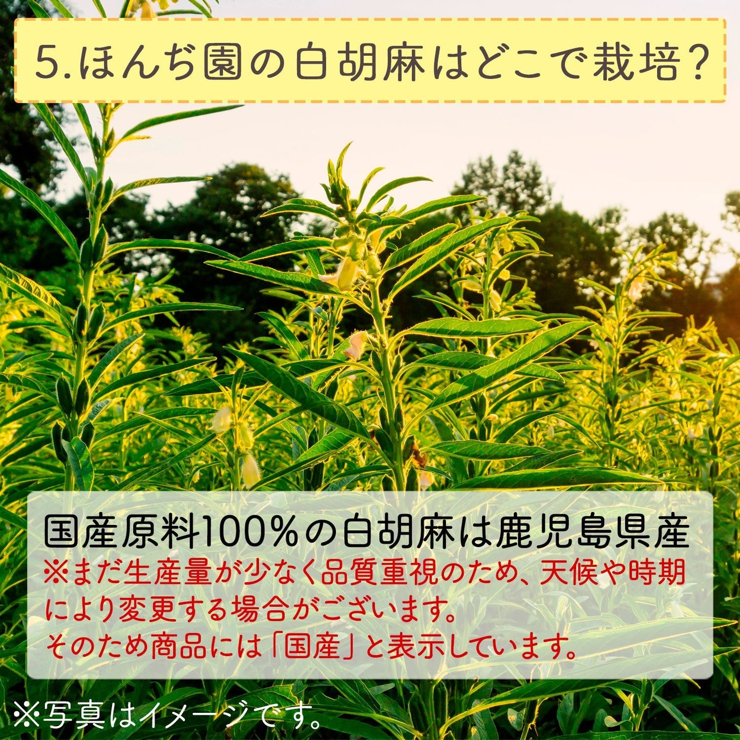 【定期購入】国産 白胡麻麦茶 3g x 50p（ 150gティーバッグ ）