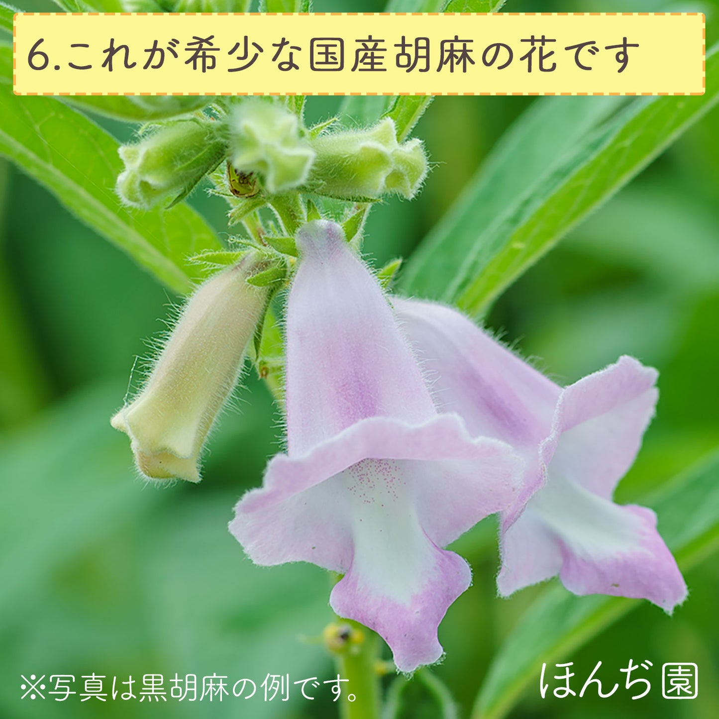 国産 白胡麻麦茶 3g（ ティーバッグ ）
