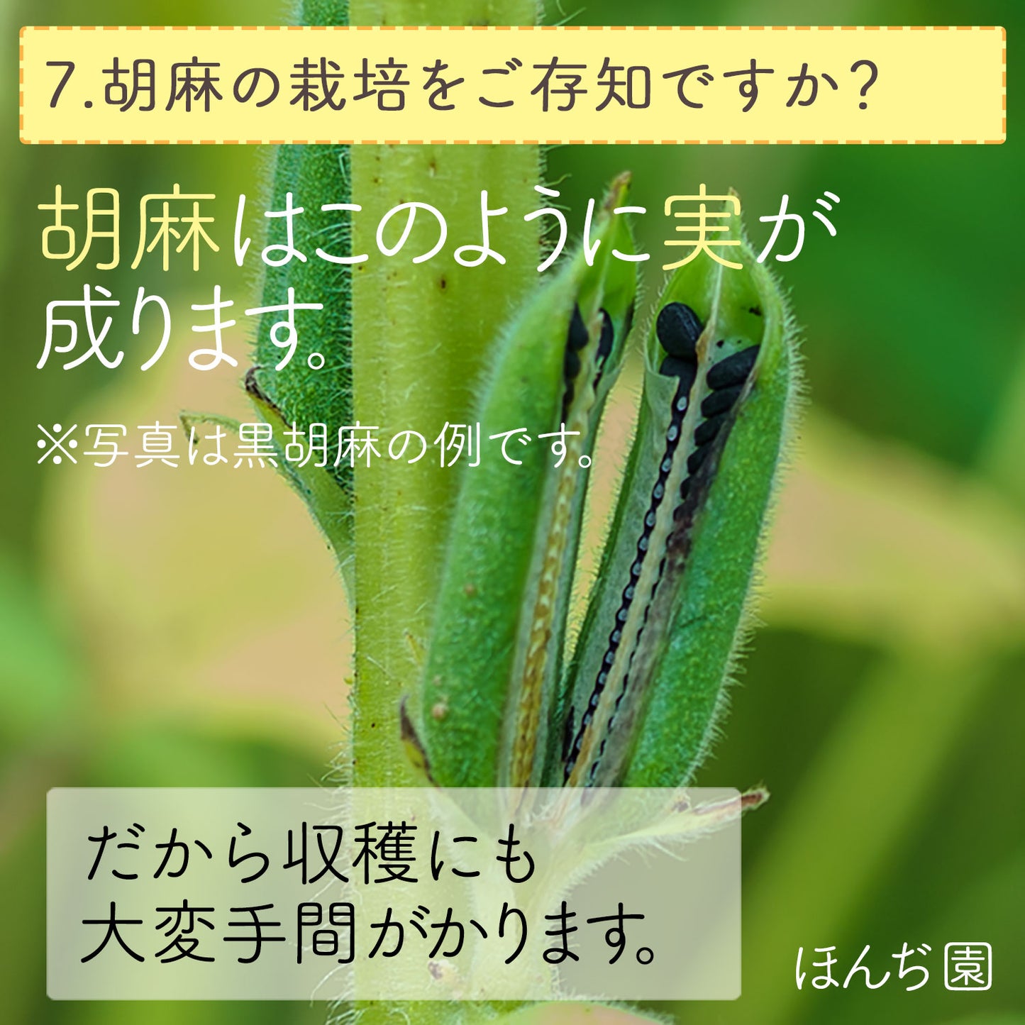 国産 白胡麻麦茶 3g（ ティーバッグ ）