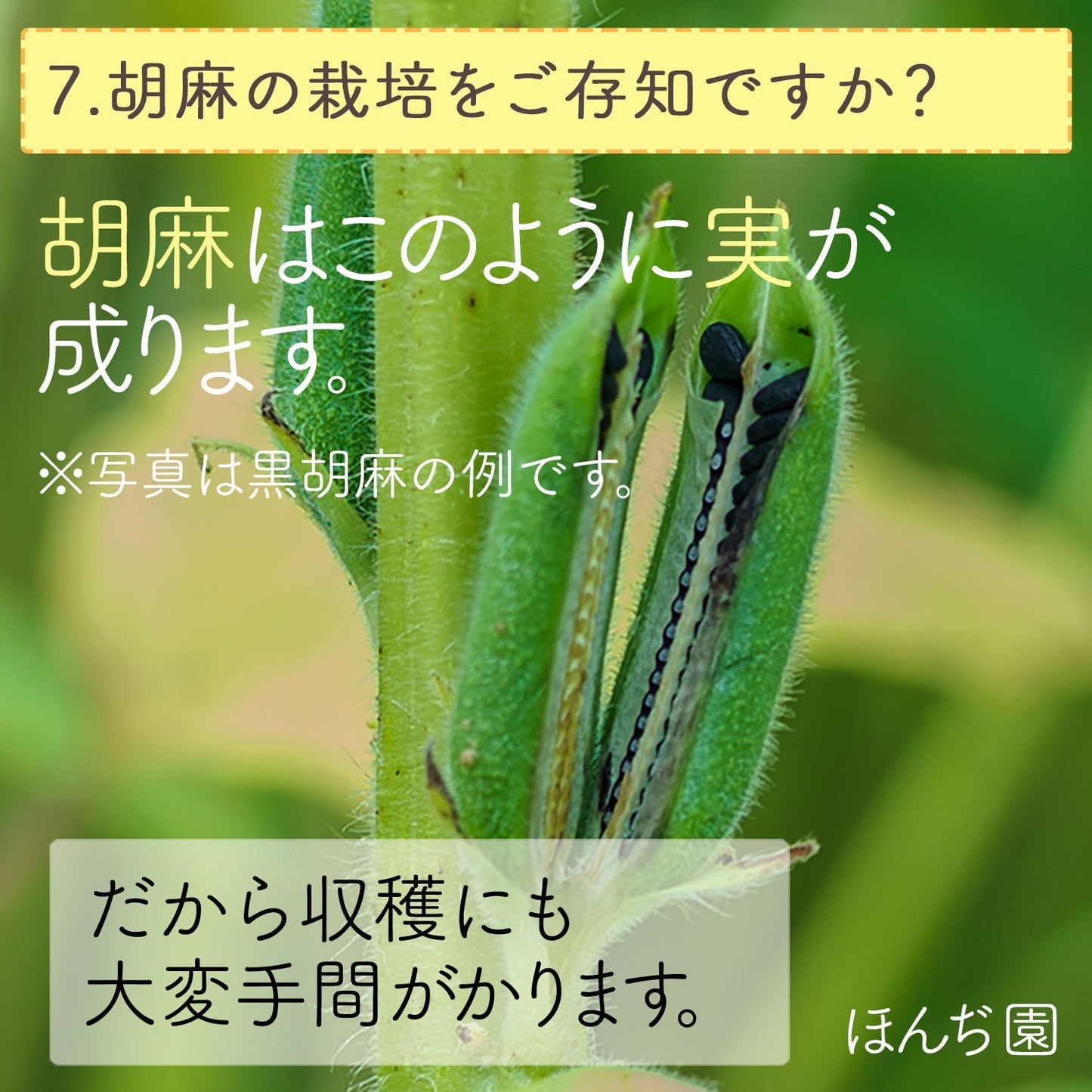 【定期購入】国産 白胡麻麦茶 3g x 50p（ 150gティーバッグ ）
