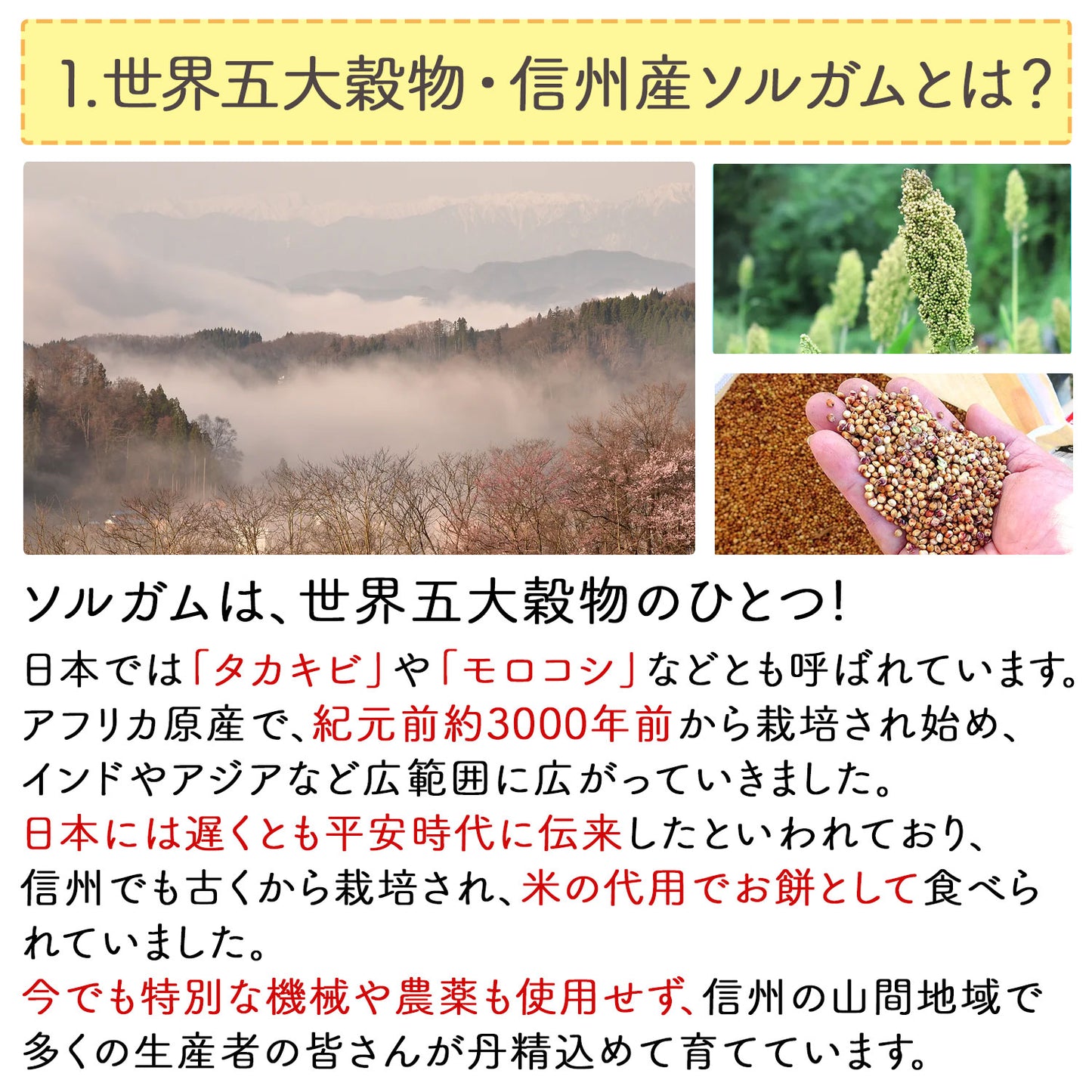 信州産 ソルガム（タカキビ）の実 400g