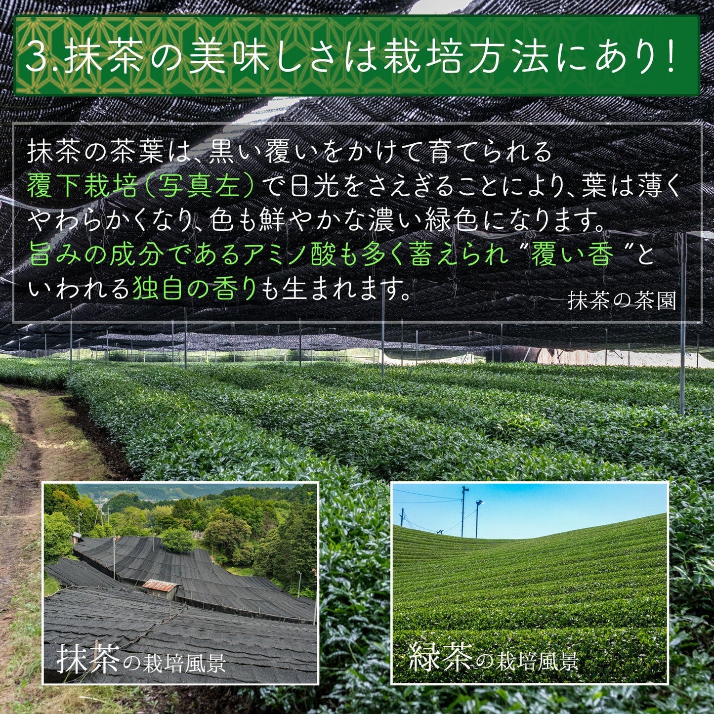 抹茶 粉末「翆の花」 100g