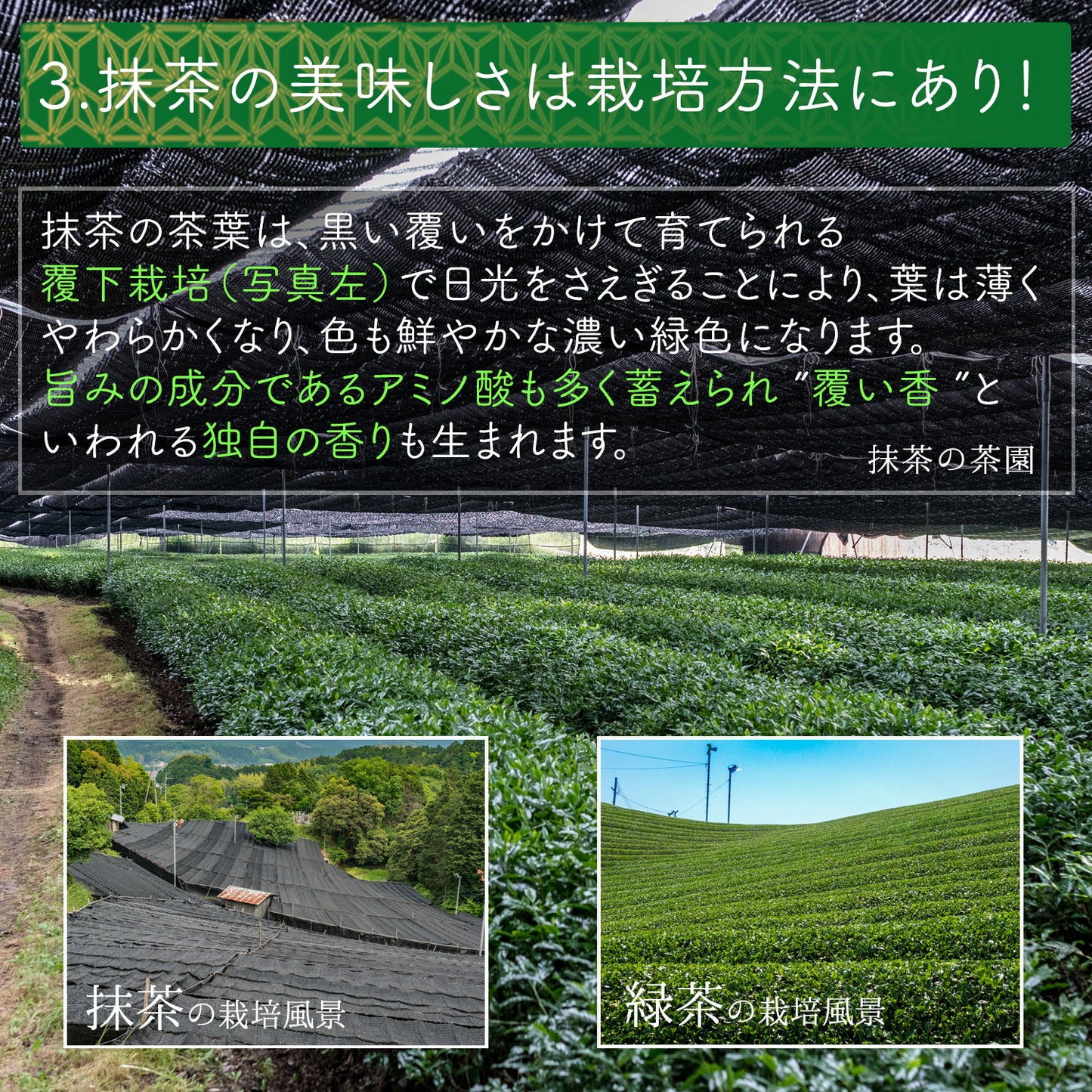 抹茶 粉末 宇治抹茶「梅の花」 100g