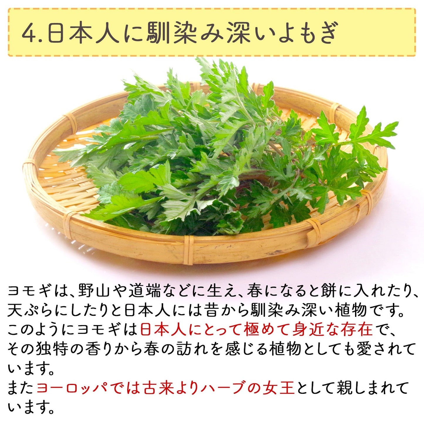 【定期購入】国産 よもぎ茶 3g x 50p（ 150gティーバッグ ）